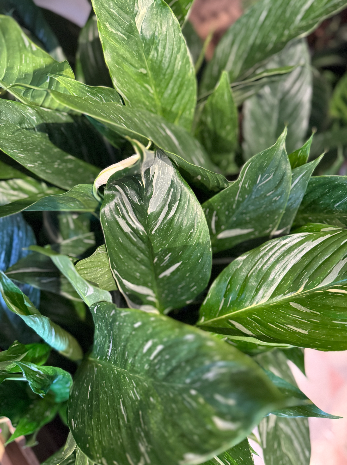 Variegated Peace Lily