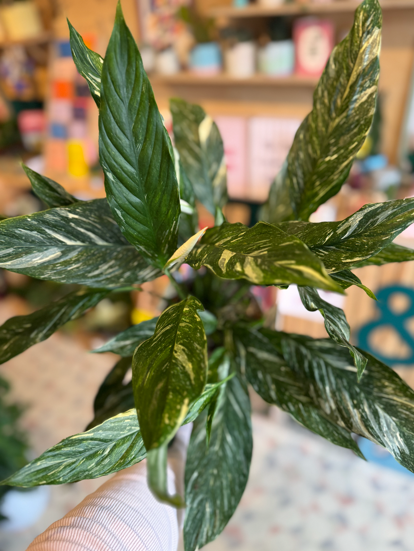 Variegated Peace Lily