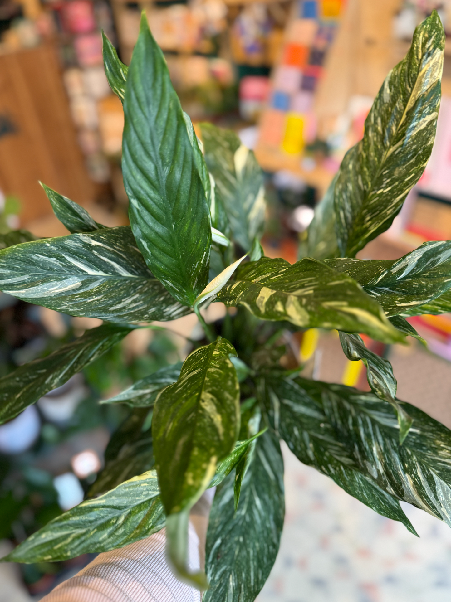 Variegated Peace Lily