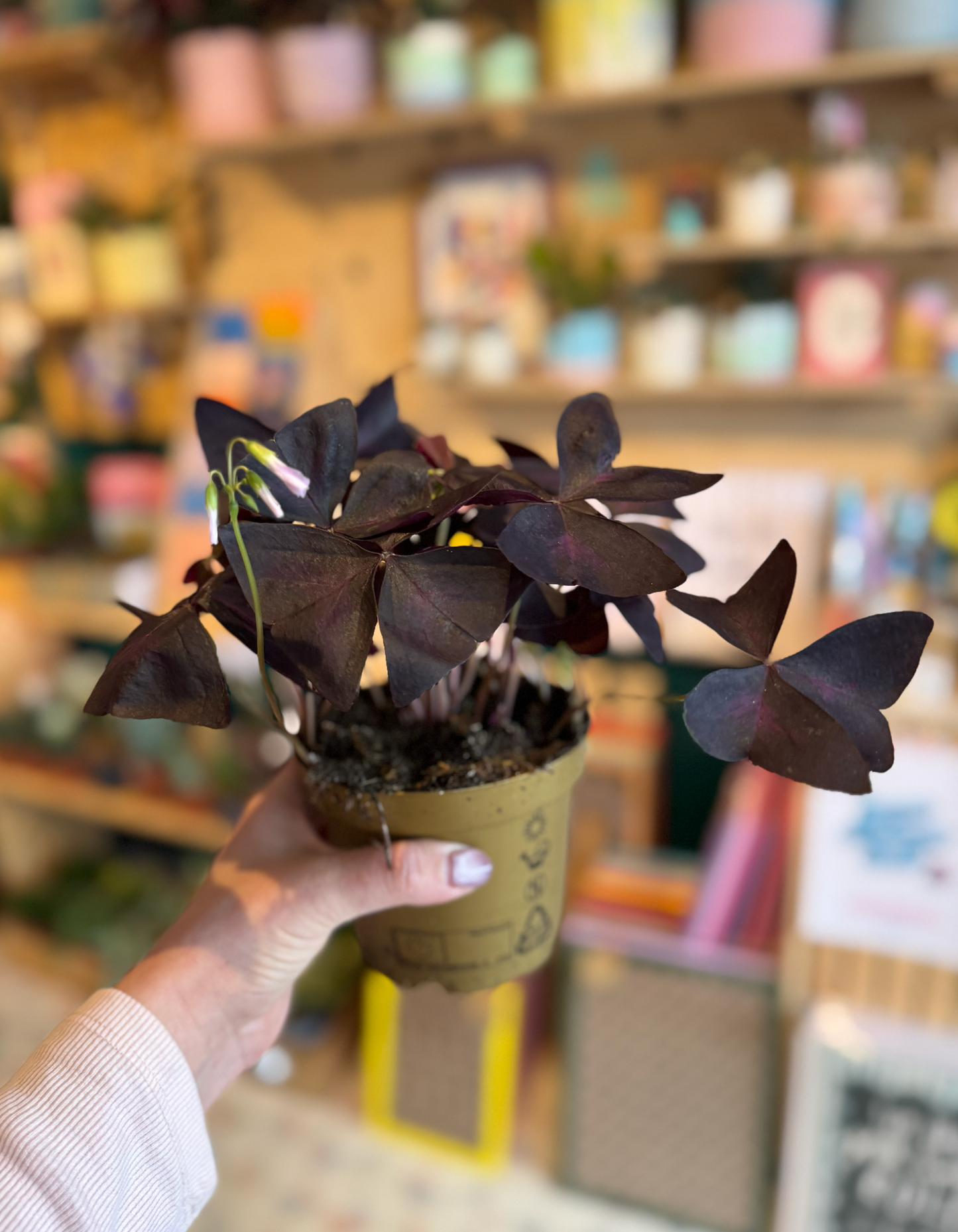 Oxalis Triangularis