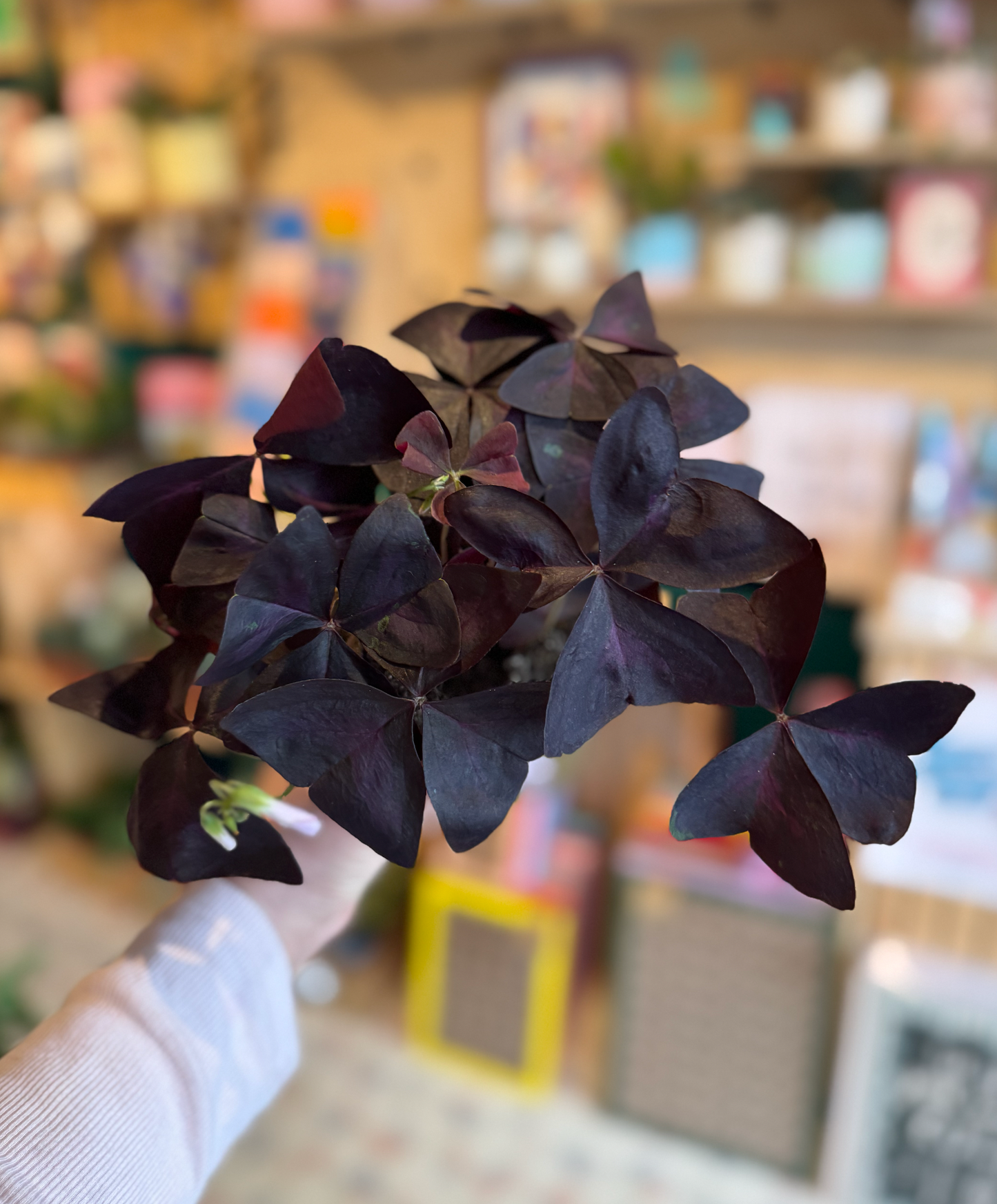 Oxalis Triangularis