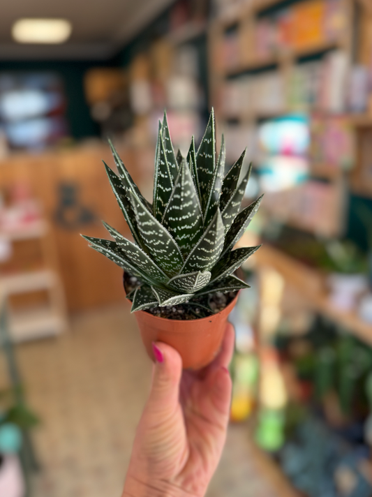 Aloe 'Tiki Tahi'