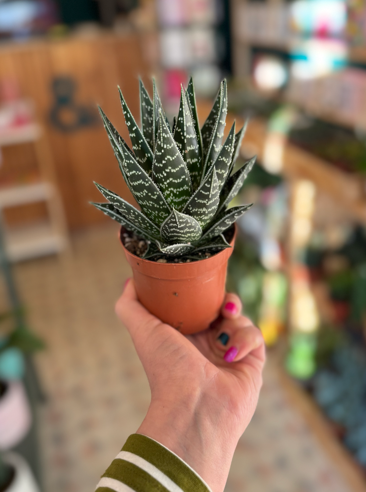 Aloe 'Tiki Tahi' – Concrete & Cacti