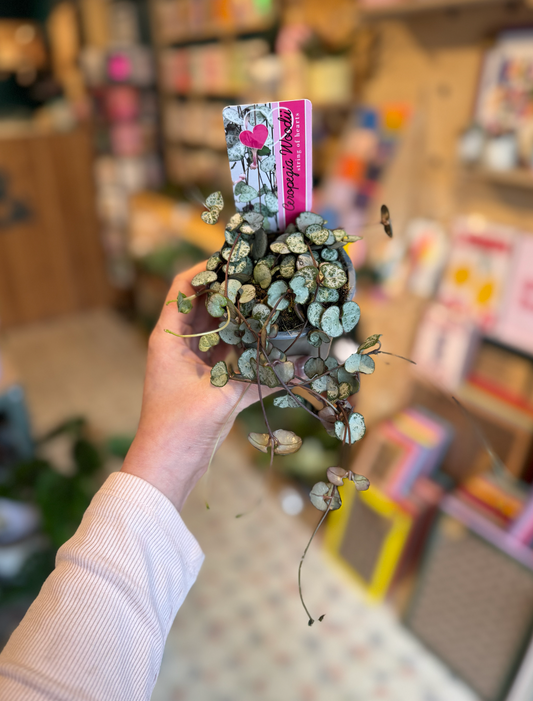 String of Hearts
