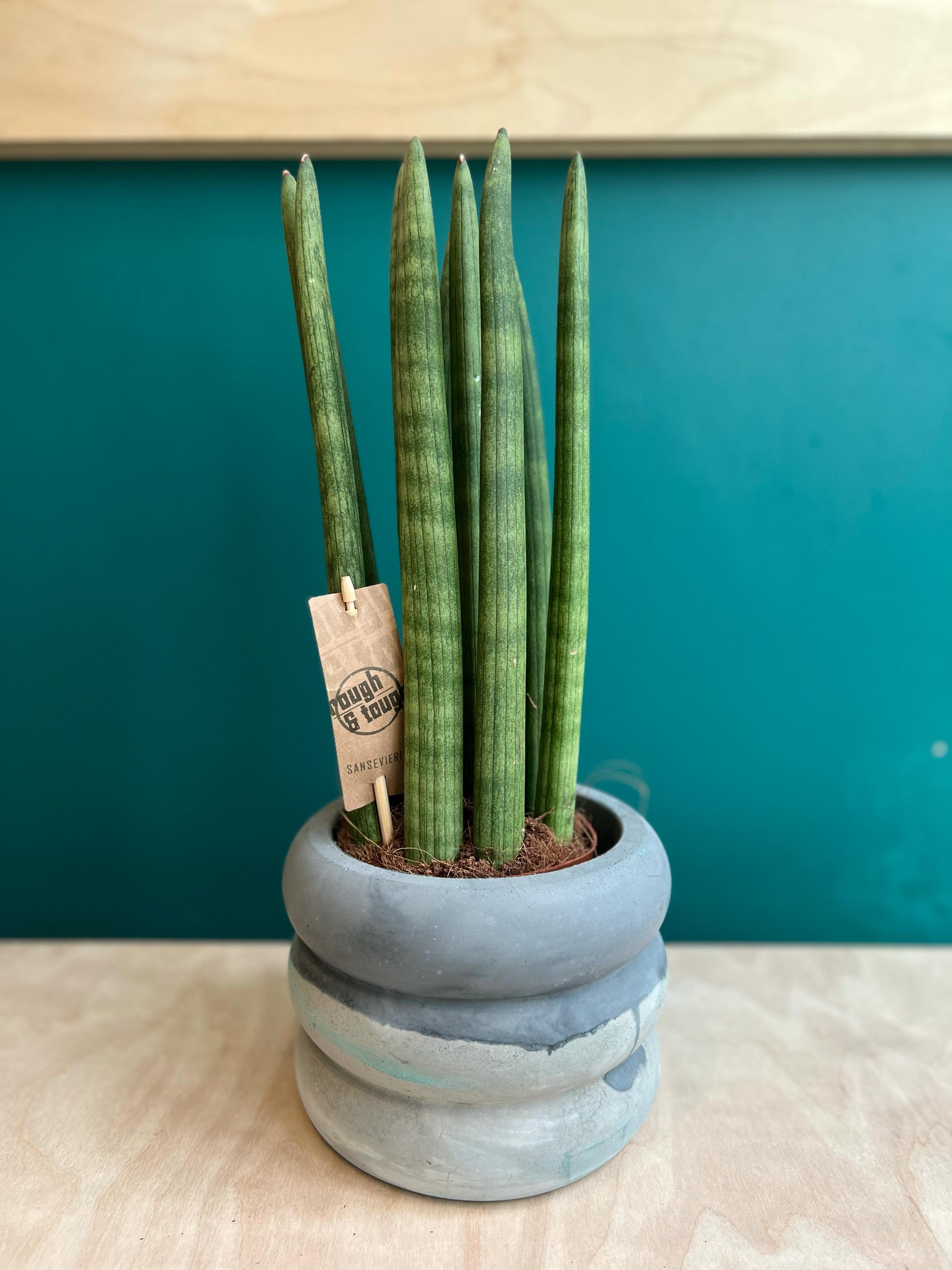 sansevieria redonda Sansevieria Cylindrica Straight – Concrete & Cacti