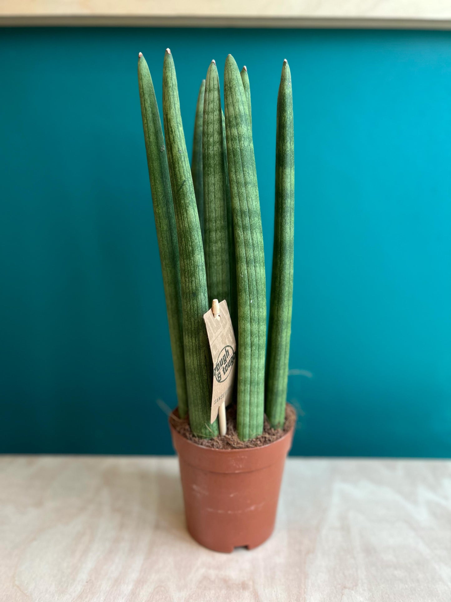 Sansevieria Cylindrica Straight