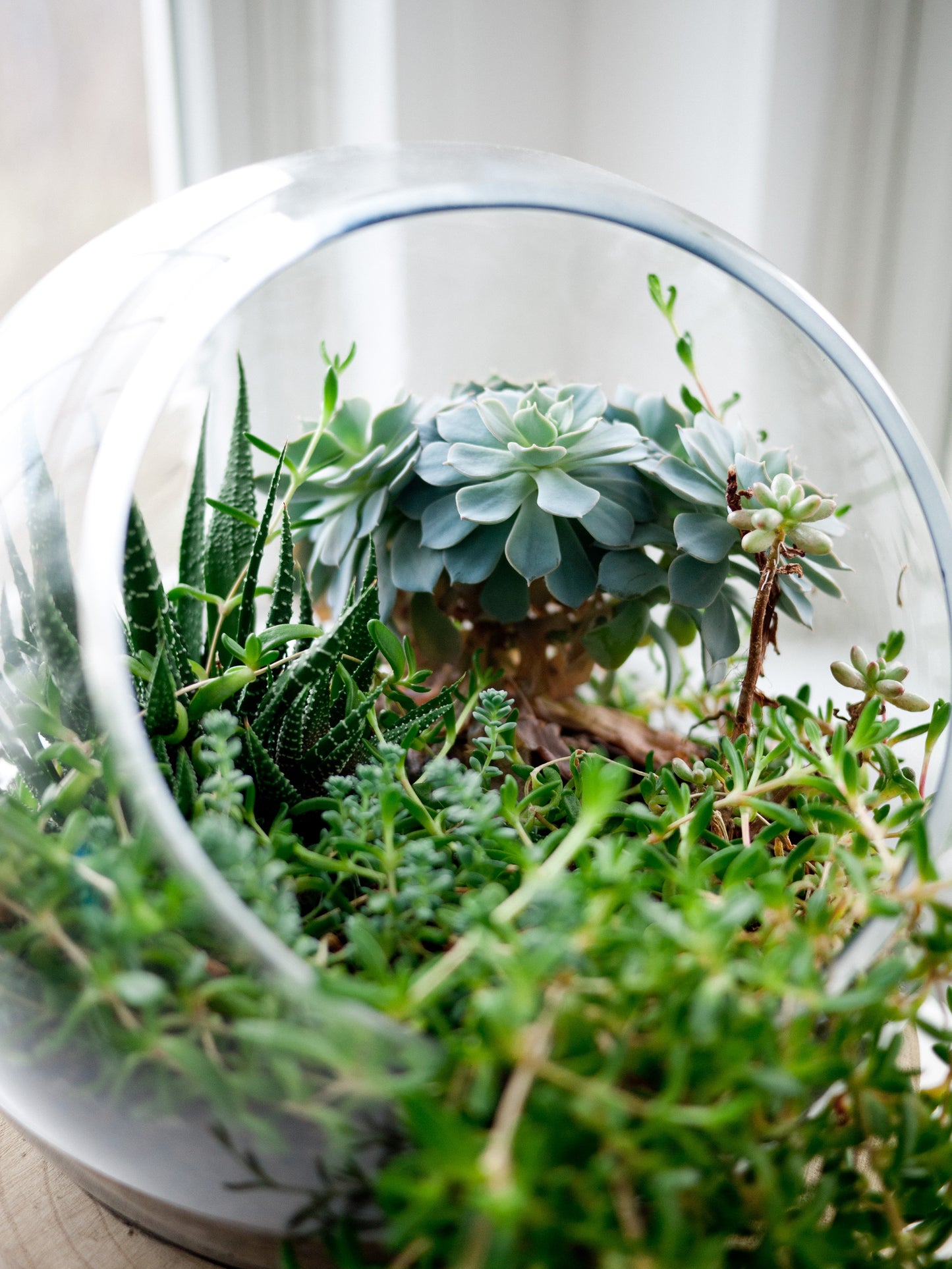 Open Terrarium Workshop