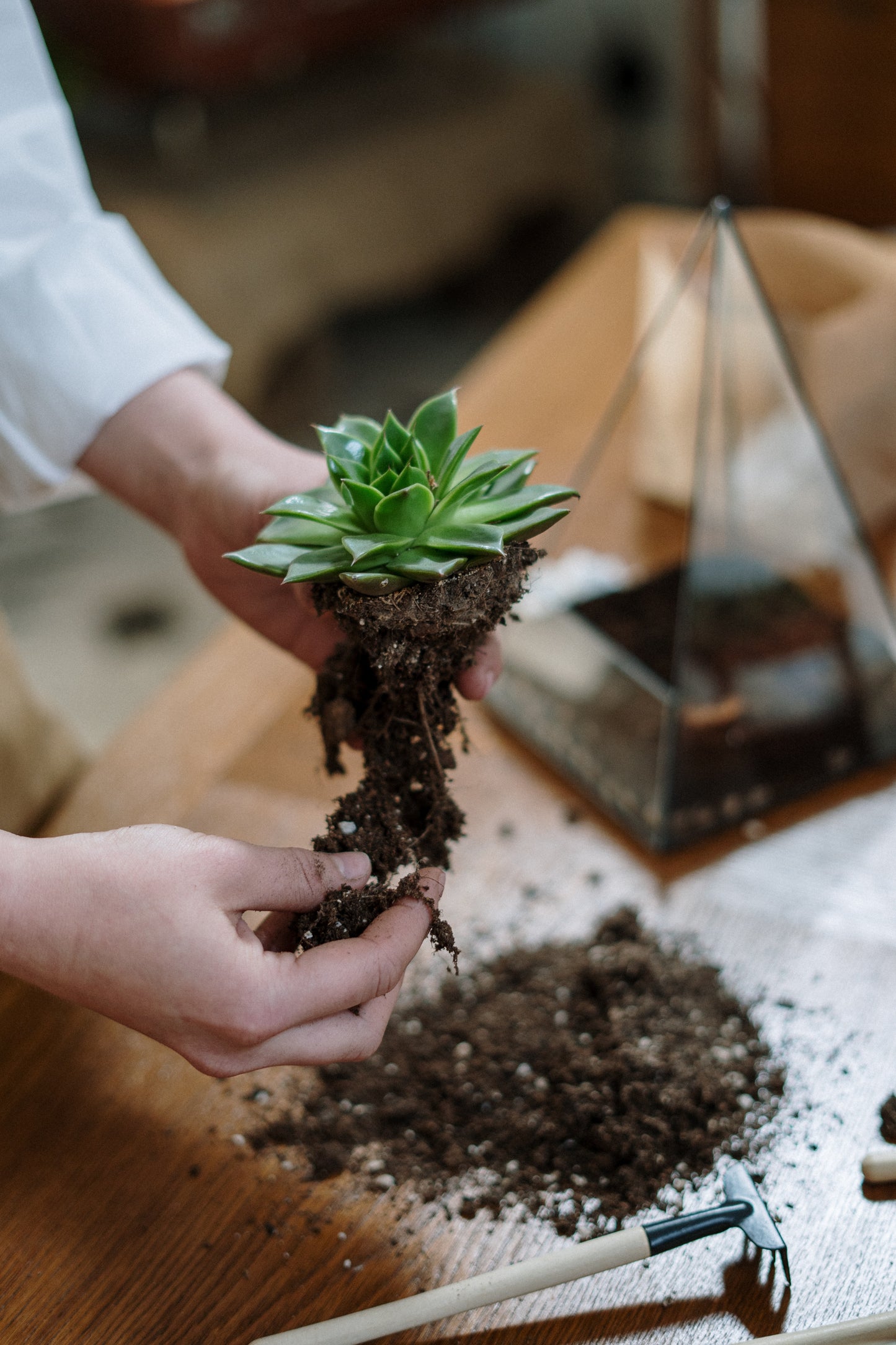 Open Terrarium Workshop