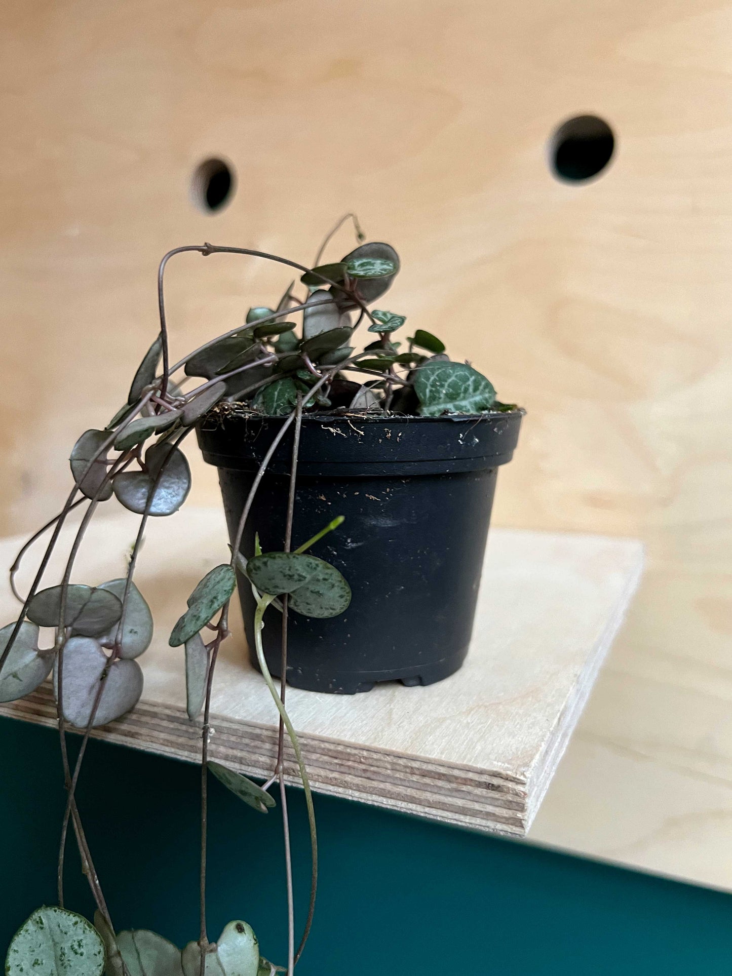 String of Hearts, Ceropegia Woodii