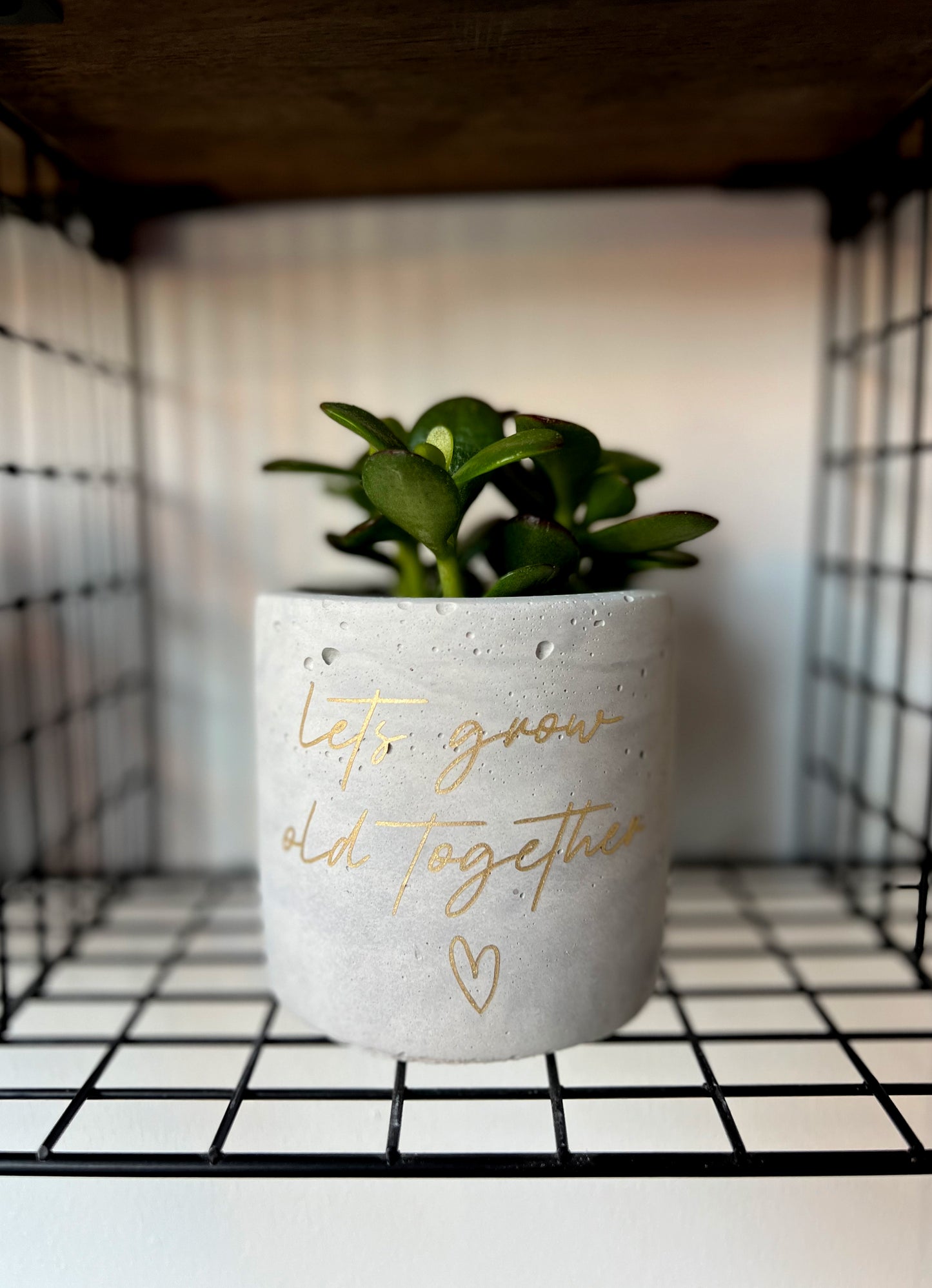 Personalised Concrete Pot & Plant