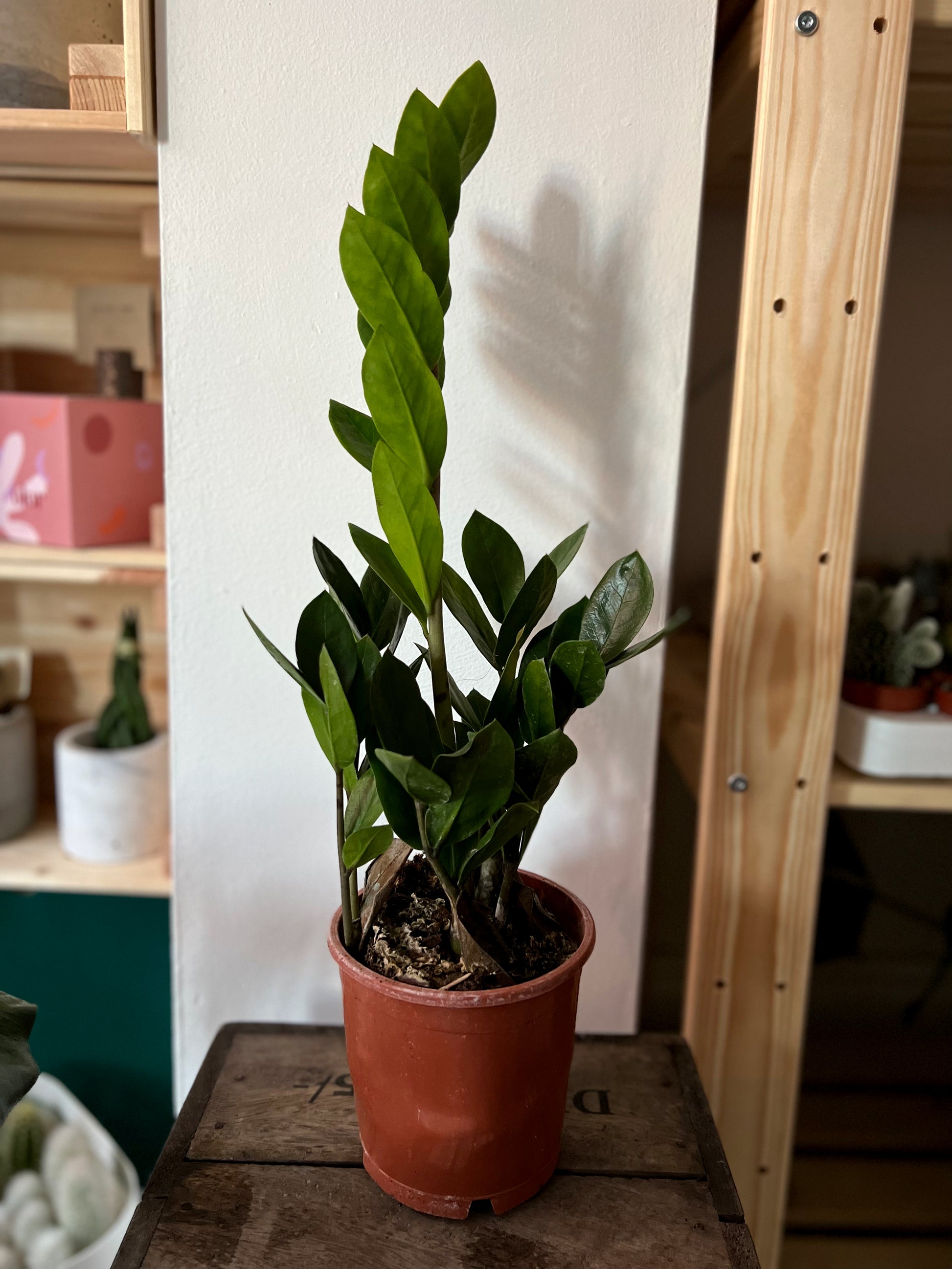 ikea zz plant Zamioculcas Zamiifolia, ZZ Plant – Concrete & Cacti
