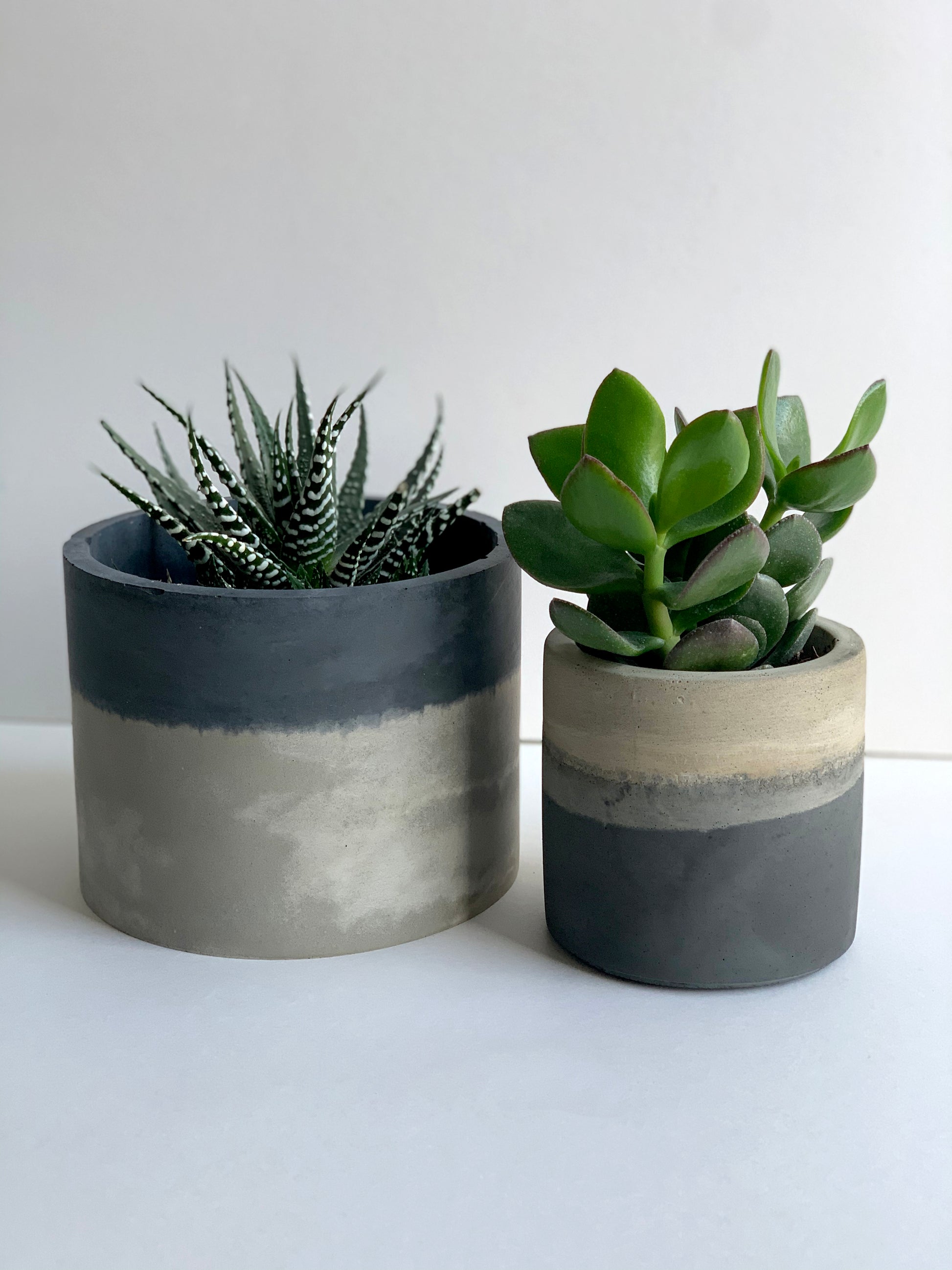 indoor plant with concrete planter The Concrete Planters – Concrete & Cacti