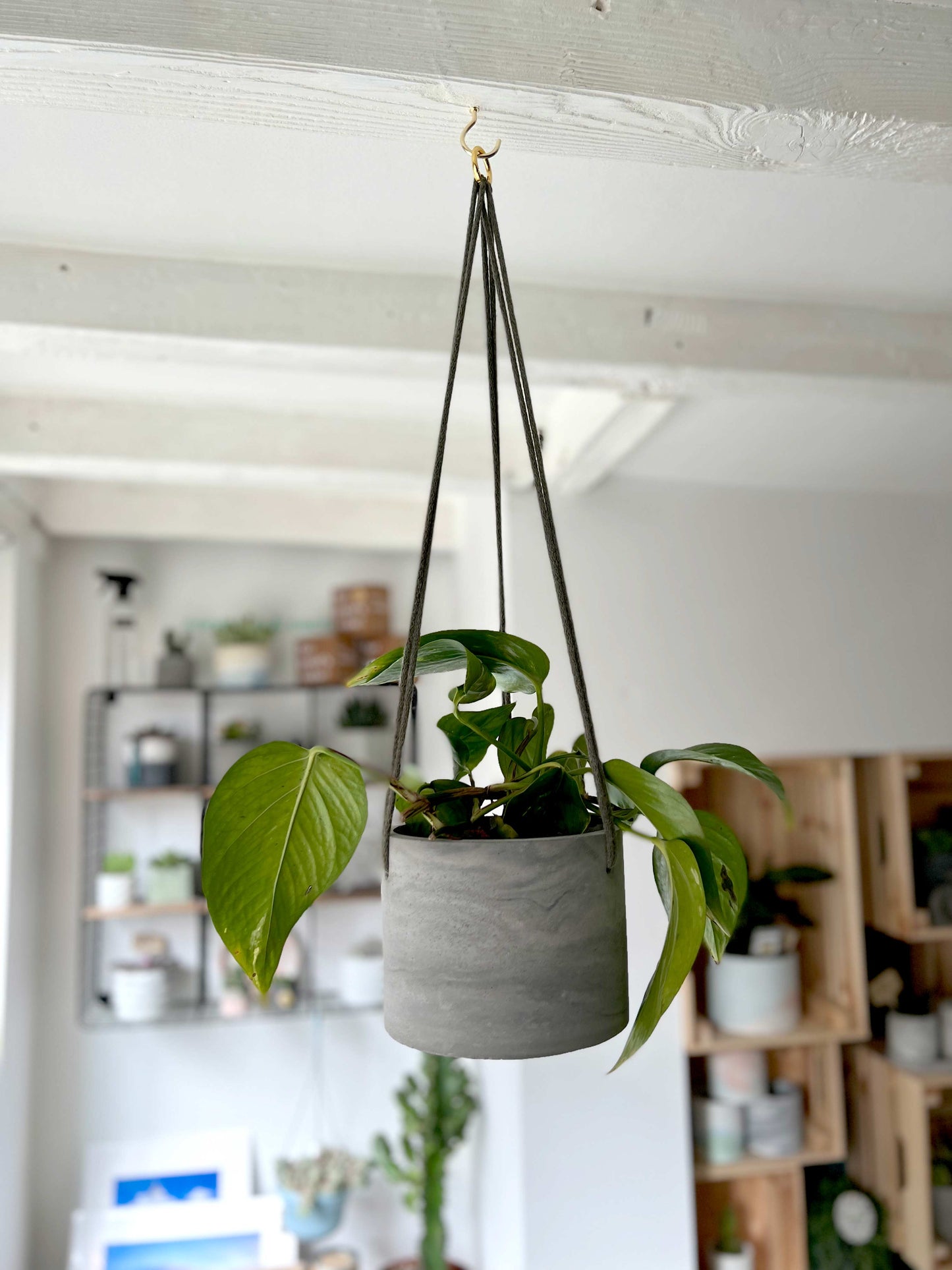 Hanging Concrete Pot & Plant