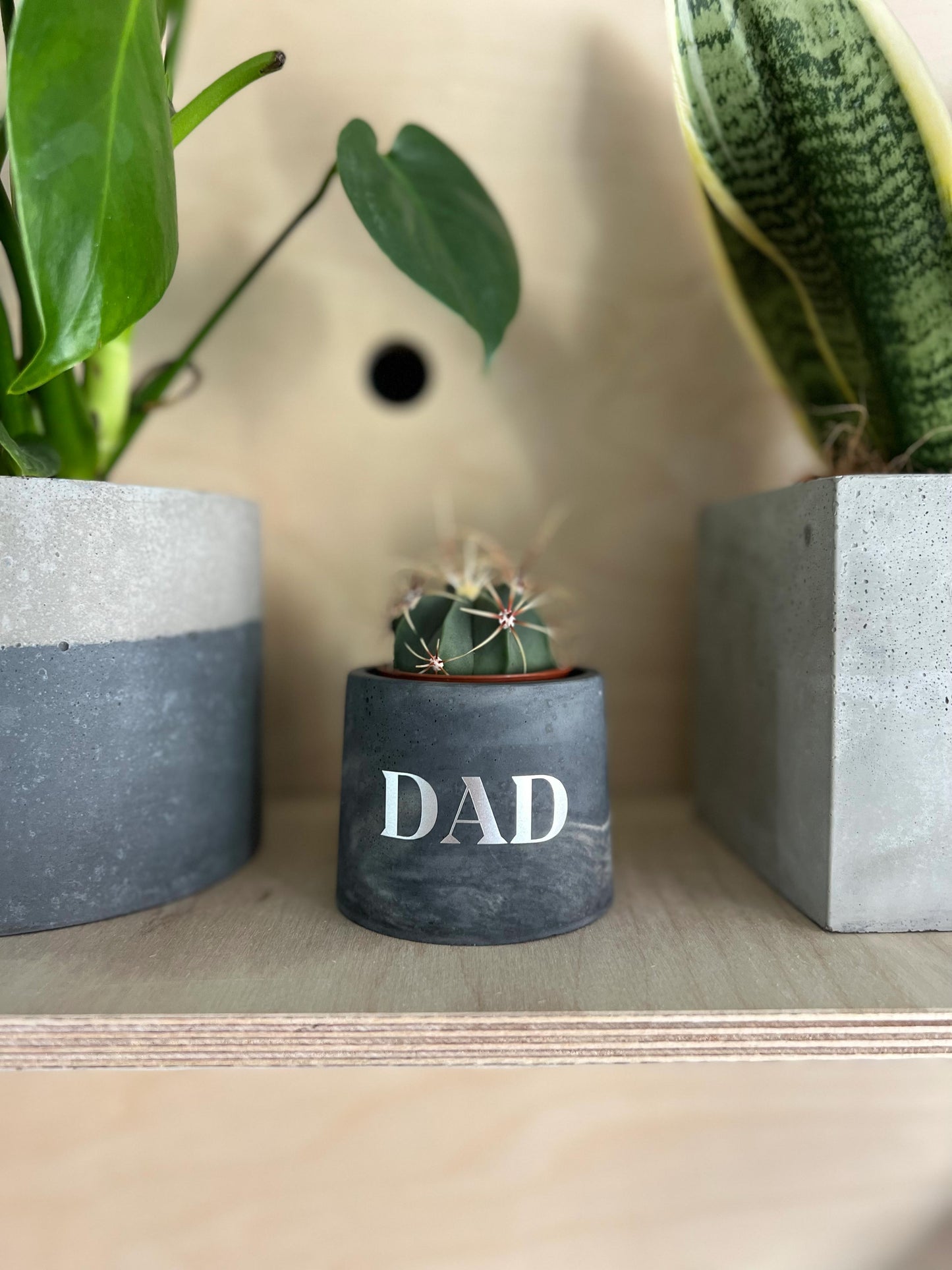 Father's Day Concrete Pot & Plant