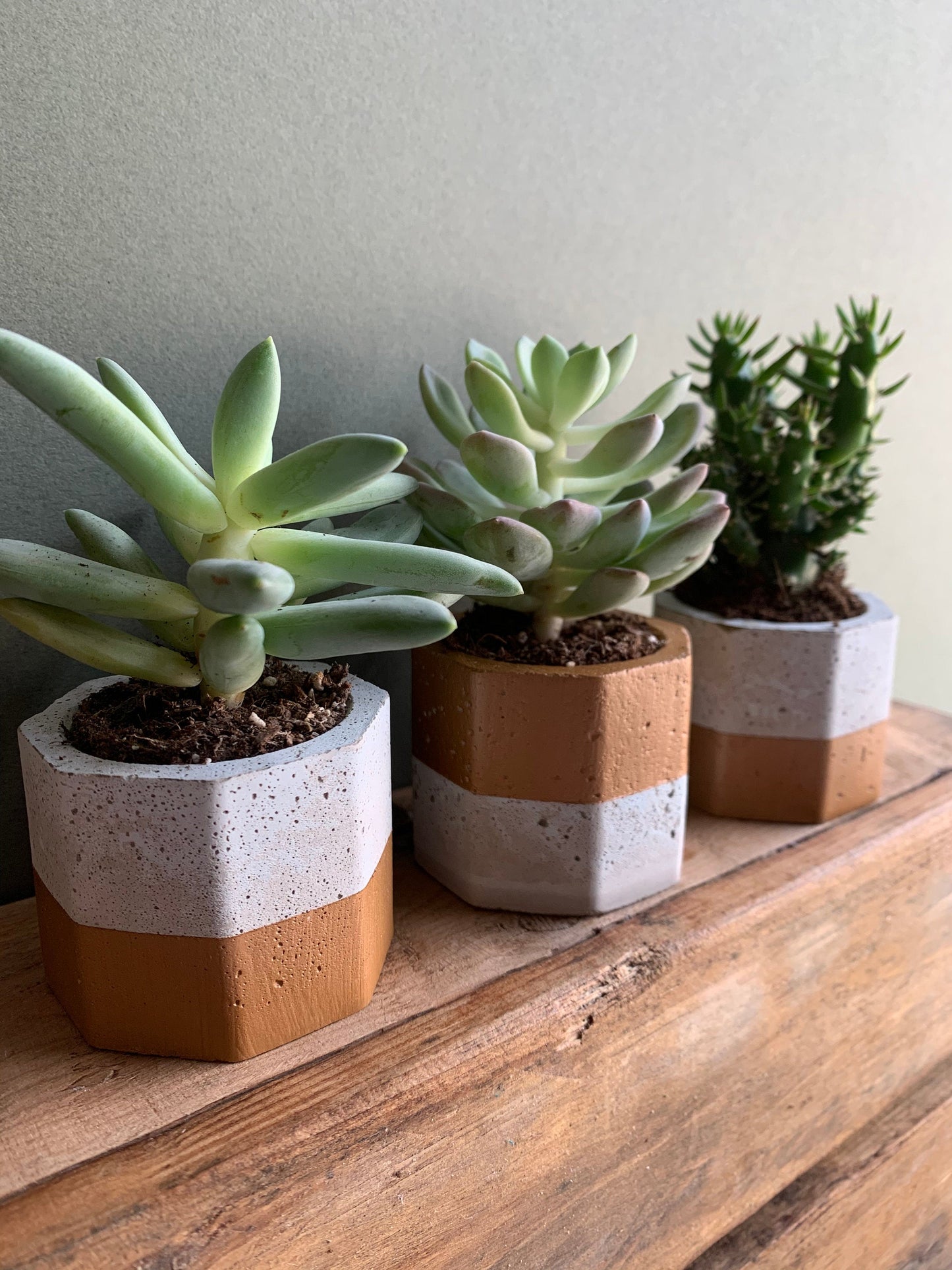 Mini Pots & Plants