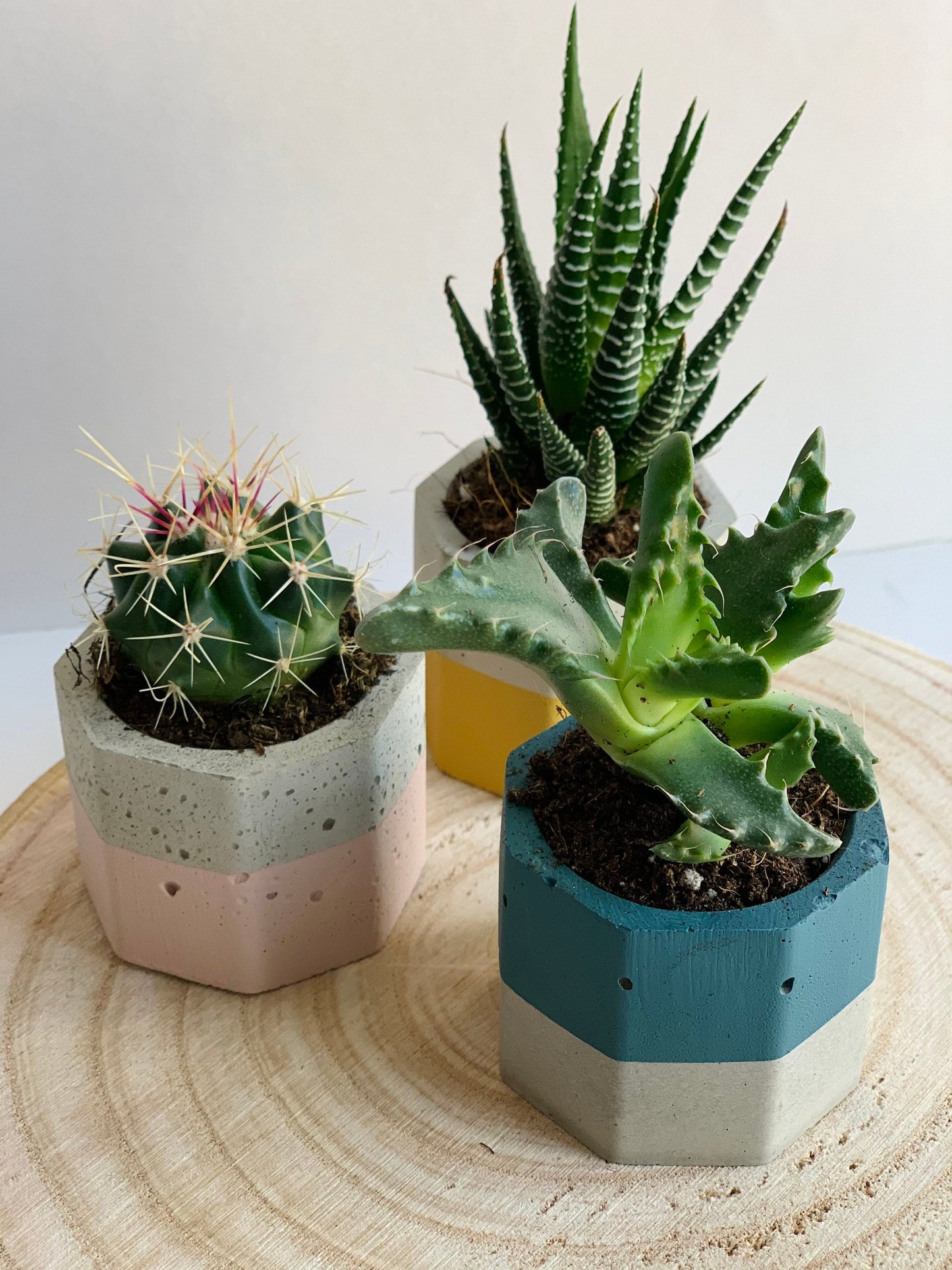 Mini Pots & Plants