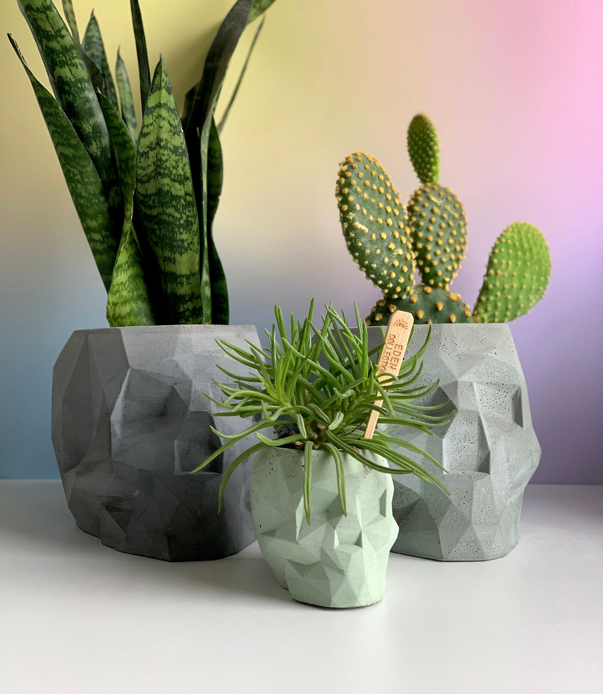 skull succulent pot Geometric Skull Planter – Concrete & Cacti
