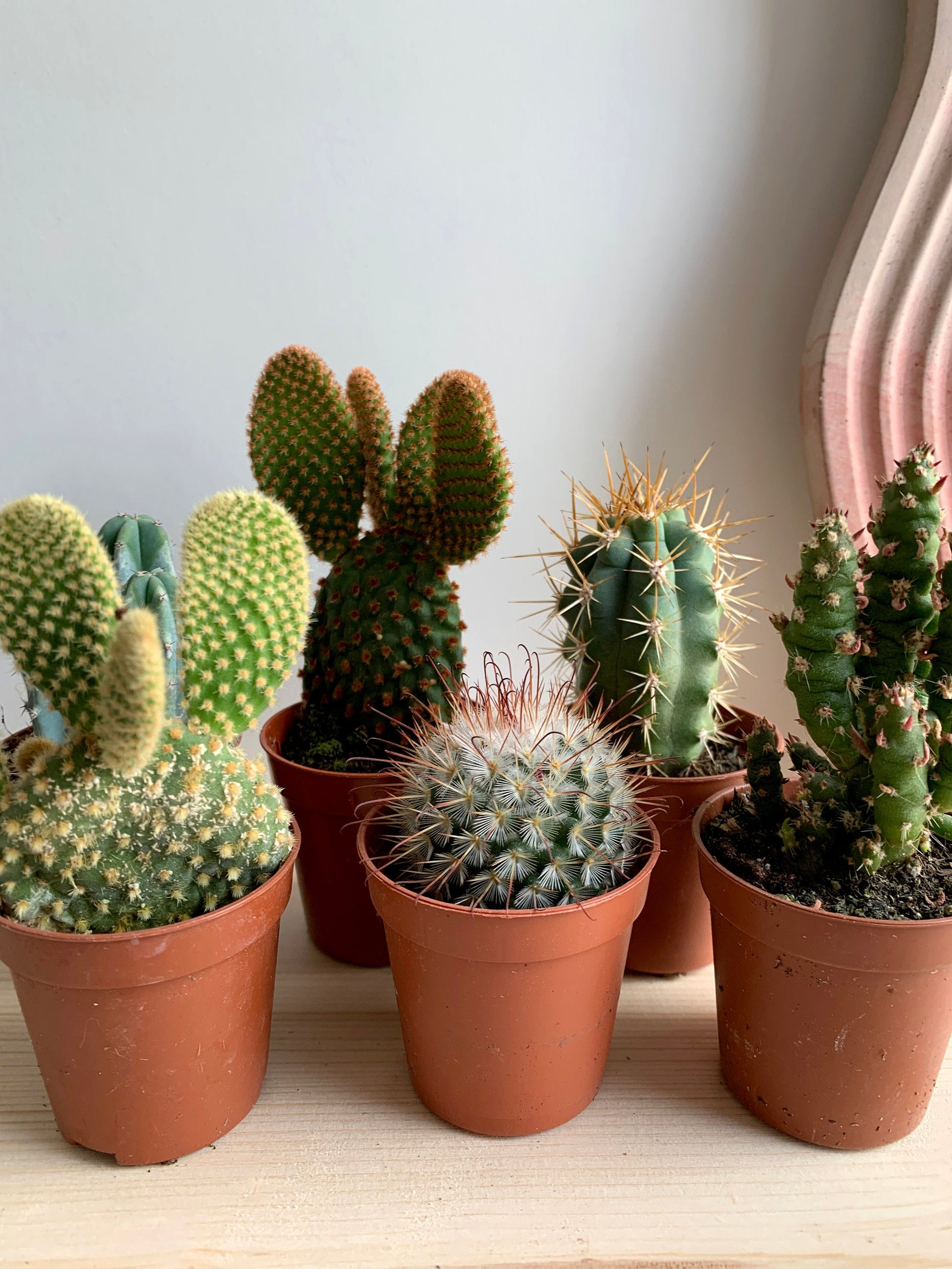 succulent small cactus Mini Succulent, Cacti & Aloe Mix – Concrete & Cacti