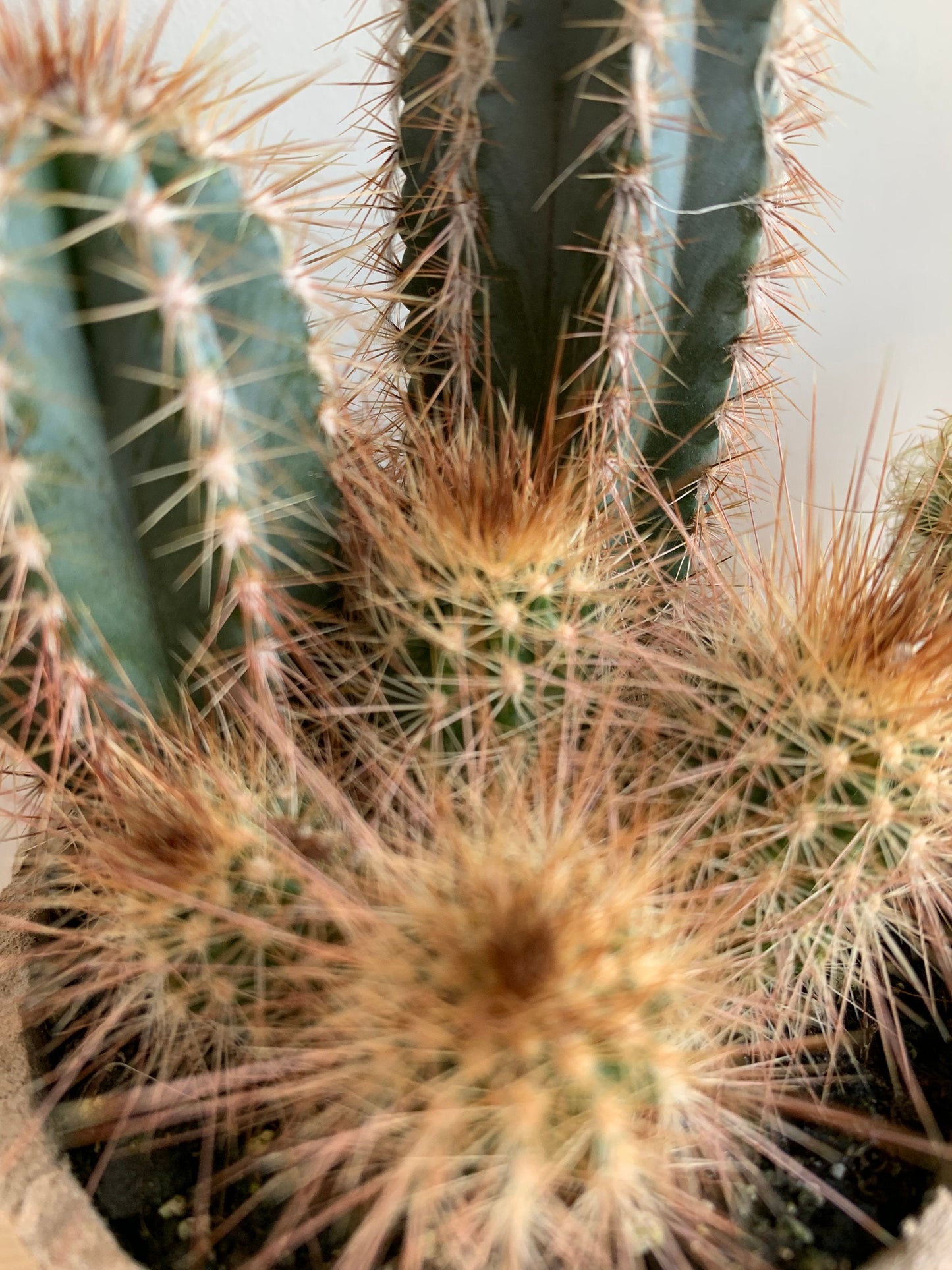 Succulents, Cacti & Aloe