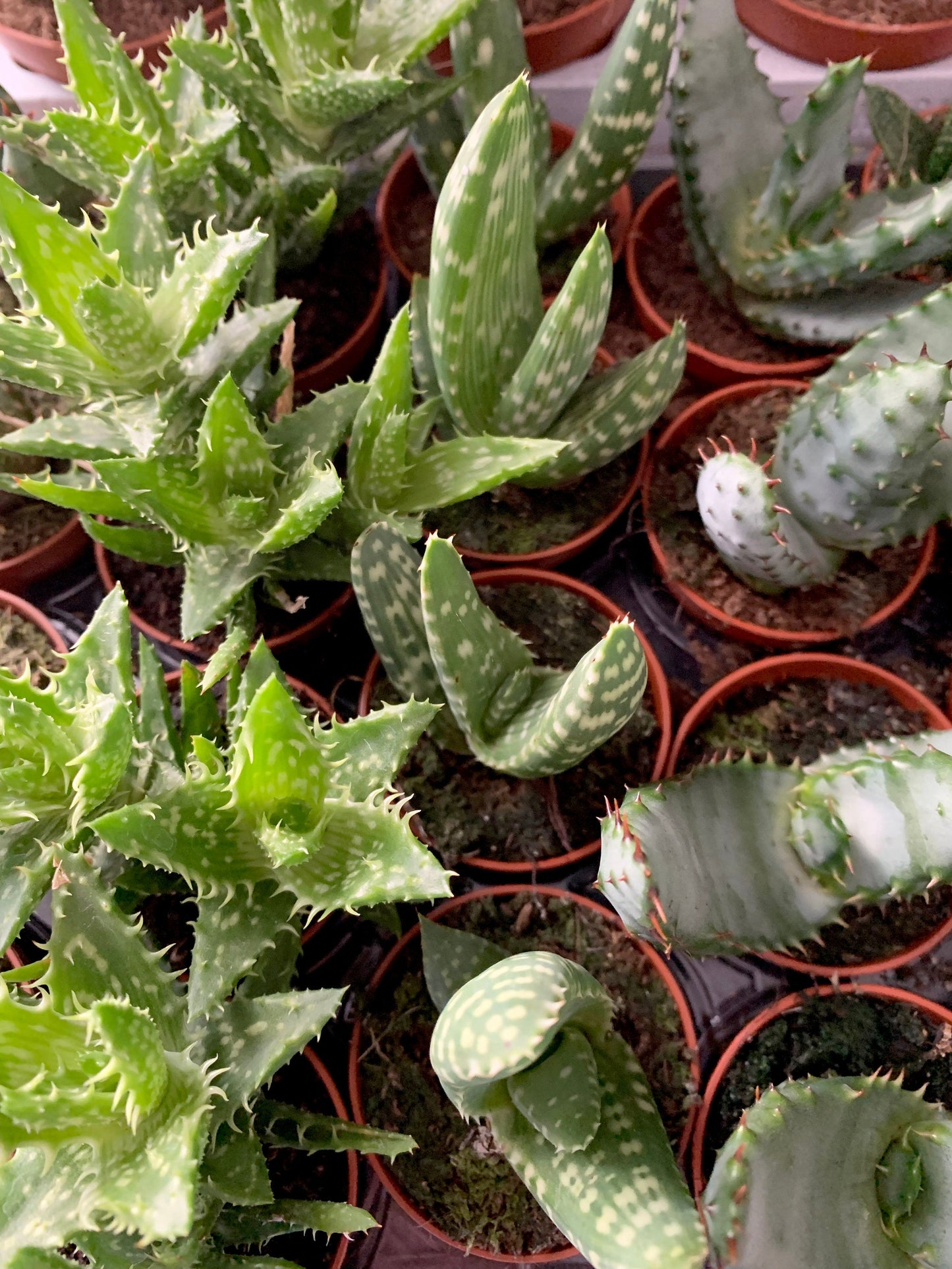 Mini Succulent, Cacti & Aloe Mix