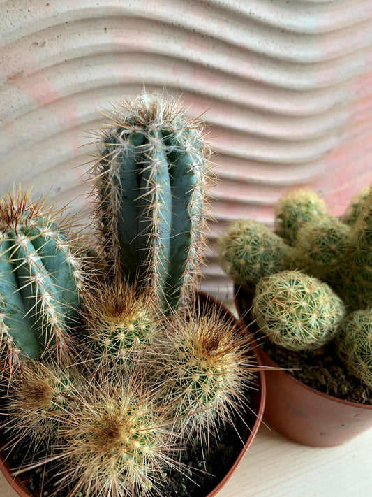 Succulents, Cacti & Aloe