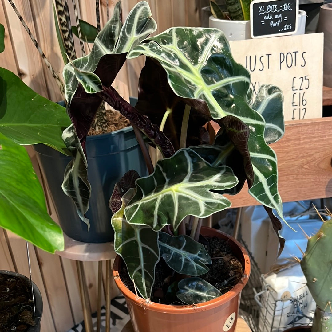 Alocasia Polly